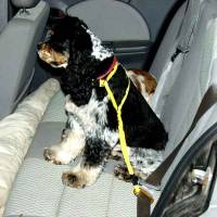 Dog Leash Harnesses - Auto-Restraint Dog Harness Walker