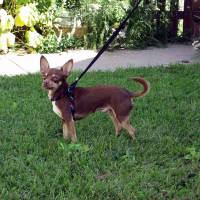 Dog Leash Harnesses - Small Dog Mini-Harness Walker