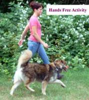 Dogs - Hands Free Dog Leashes for Jogging and Training