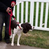 Dog Leashes - Safety Dog Leashes