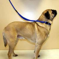 3/8" Round Medium Dog Martingale Leash 20 Ft
