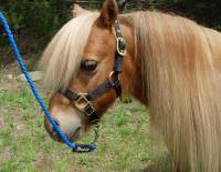Miniature Horse and Pony Lead Ropes - 3/8" Miniature Horse and Pony Lead Ropes - 2 ft. Horse Lead Rope 3/8 in. Round with Nickel Plated Bolt Snap