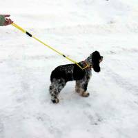 Dogs - Dog Leash Harnesses - Dog Harness Walker