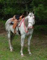 Horse Split Reins - 5/8" Horse Split Reins - 7 ft. Horse Split Reins 5/8 in. Round with Nickel Plated Hardware