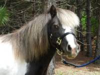 Miniature Horse and Pony Lead Ropes