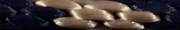 Navy-Gold