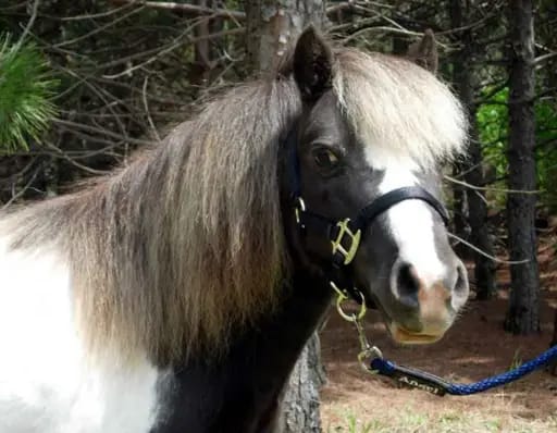 Miniature Horse Lead Rope Round with Nickel Plated Bolt Snap