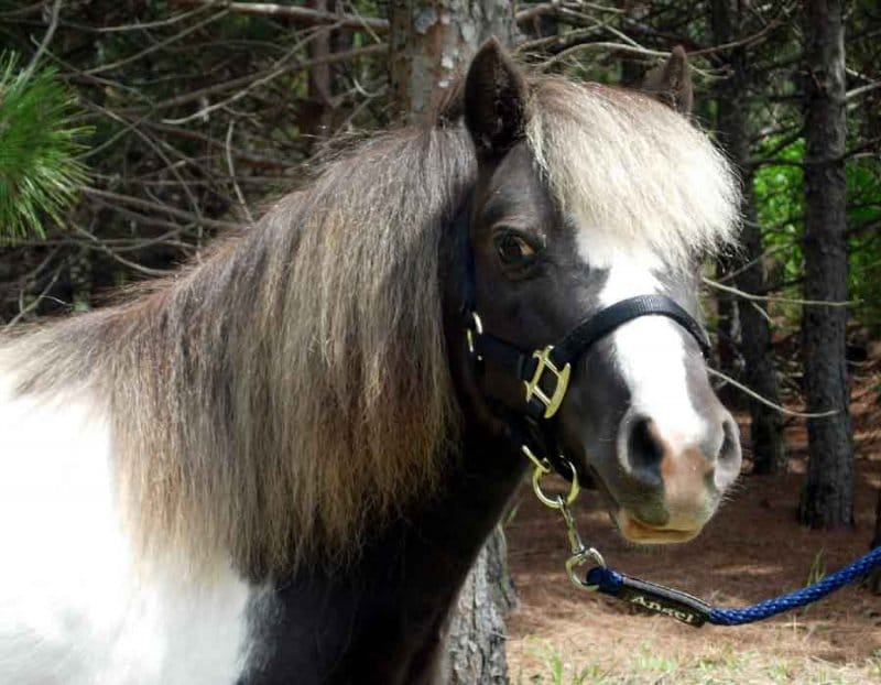 4 ft. Miniature Horse Lead Rope 3/8 in. Round with Nickel Plated Bolt Snap