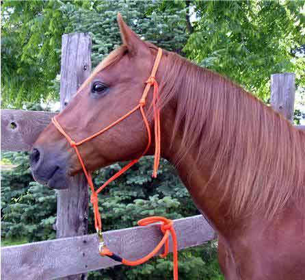Knight Rider Cotton Horse Lead Rope With Trigger Clip 2 Metres Packs of 1-8! Pack of 6 
