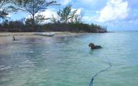 Dogs - Floating Swim Leashes