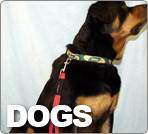 Dog Leads, Dog Leashes, Dog Collars