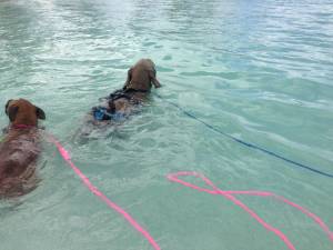 Floating Swim Slip Leash with Snugger