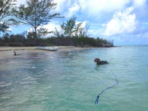 Floating Swim Leash with Stainless Steel Clip