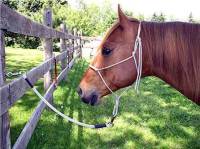 Horse trailer tie ropes, horse trailer tie ropes shown with horse