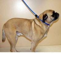 arthritic and handicap friendly dog leashes, dog slip leash, 5/8" round slip leash shown on dog