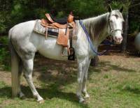 8.5 ft. Horse Roping Reins 5/8 in. Round with Nickel Plated Hardware
