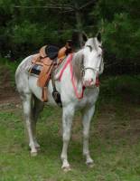 6 ft. Horse Split Reins 1/2 in. Round with Nickel Plated Hardware