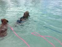 20 Foot Swimming Dog Slip Leash 3/8" Round