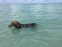 50 Foot Swimming Dog Slip Leash 1/2" Round