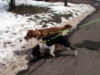 Dogs - Splitter Leashes for Two Dogs - 3/8" Diameter