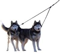 Dogs - Splitter Leashes for Two Dogs - 5/8" Diameter