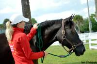 Horse - Lead Rope