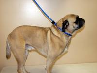 Soft Lines, Inc. - ROUND SLIP CONTROL COLLAR - LARGE (20"-34") - Image 2