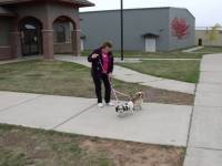 Soft Lines, Inc. - 8' "No-Tangle" Splitter Round Snap Leashes 1/4" - Image 2