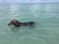 Floating Swim Leash with Stainless Steel Clip