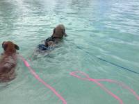 Floating Swim Leash with Stainless Steel Clip
