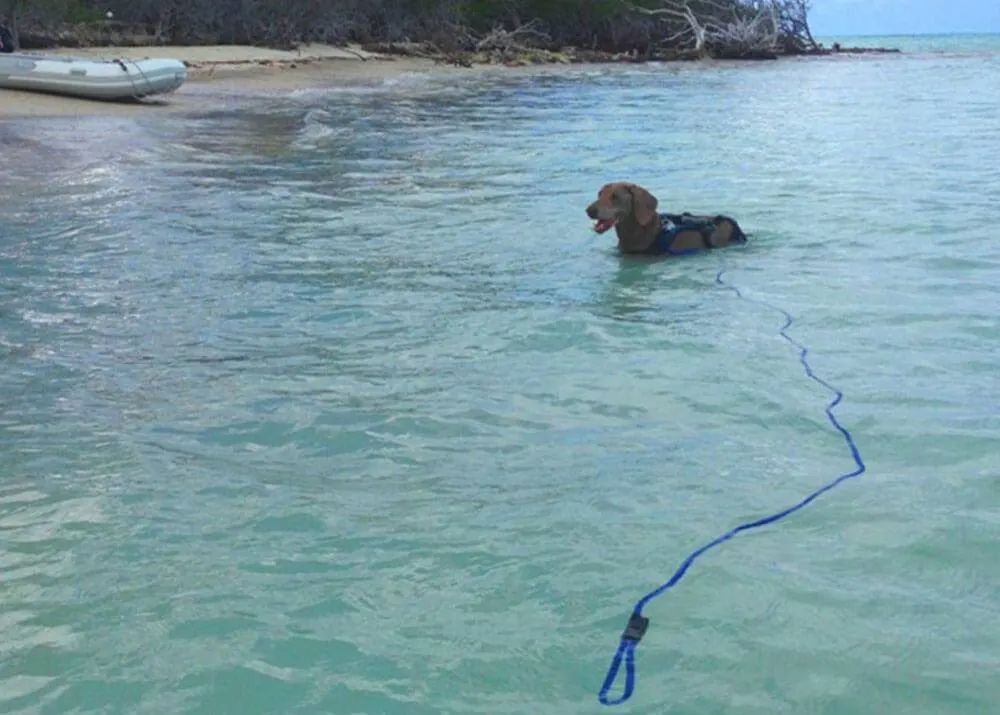 Dog swimming with a floating Soft Lines swim leash